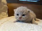 Britse korthaar kittens, Dieren en Toebehoren, Katten en Kittens | Raskatten | Korthaar, Poes