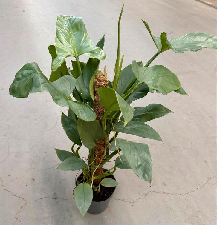 Philodendron Silver Queen met mosstok, Huis en Inrichting, Kamerplanten, Ophalen of Verzenden