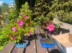 Japanse Bonsai buiten in diverse soorten en maten, In pot, Halfschaduw, Lente, Minder dan 100 cm