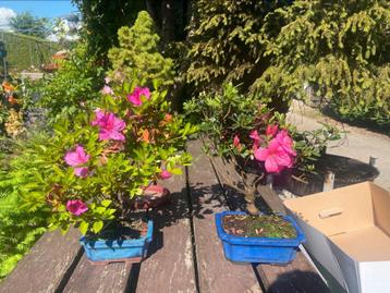 Japanse Bonsai buiten in diverse soorten en maten beschikbaar voor biedingen