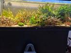 Waterplanten, Dieren en Toebehoren, Vissen | Aquaria en Toebehoren, Ophalen of Verzenden, Overige typen