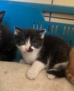 Kitten opzoek naar nieuw huisje, Dieren en Toebehoren, Katten en Kittens | Overige Katten, Geslacht onbekend, Kortharig, 0 tot 2 jaar