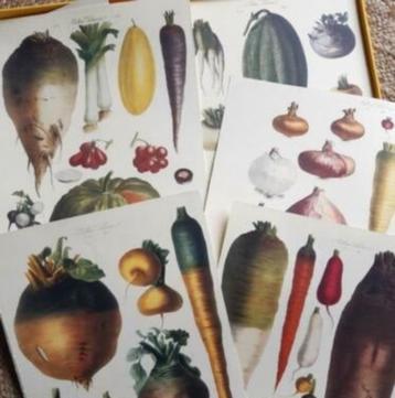 oude botanische prent vilmorin vegetable garden moestuin beschikbaar voor biedingen