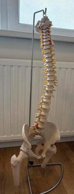 Wervelkolom op statief / studie / massage / fysiotherapie, Ophalen, Zo goed als nieuw, Overige typen