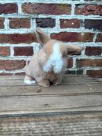 Super knap NHD x Minilop konijntje 🩵, Mannelijk, Hangoor, 0 tot 2 jaar