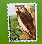 Uil, Ophalen of Verzenden, Dier of Natuur