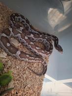 Prachtige rattenslang dame 0.1, Dieren en Toebehoren, Reptielen en Amfibieën, Hagedis