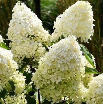 Pluimhortensia Phantom beschikbaar voor biedingen