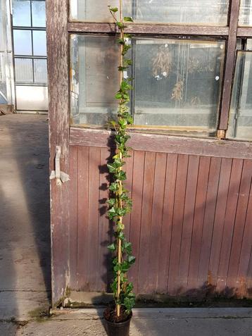 Hedera hibernica 125 - 150 cm 