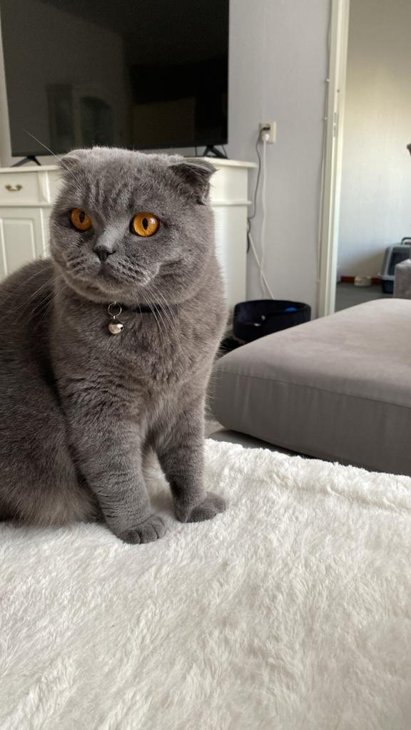Scottish fold, Dieren en Toebehoren, Katten en Kittens | Overige Katten, Poes