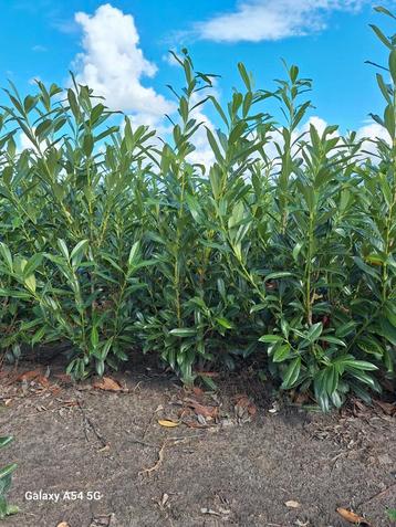 Prunus laurocerasus caucasica, laurier tot 150 cm beschikbaar voor biedingen