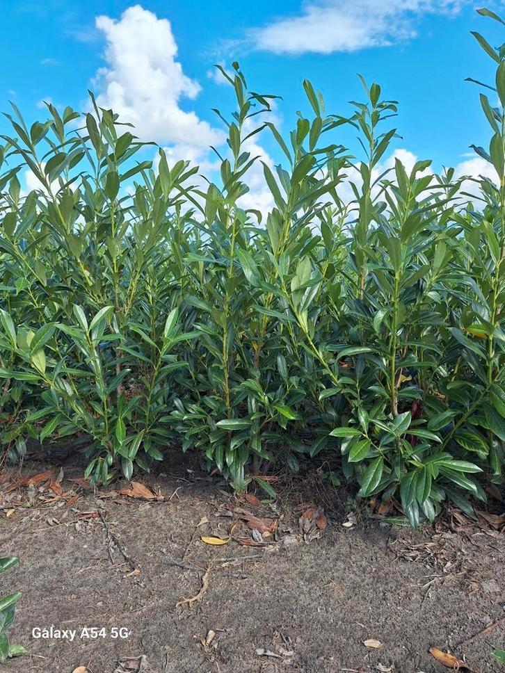 Prunus laurocerasus caucasica, laurier tot 150 cm, Tuin en Terras, Planten | Struiken en Hagen, Laurier, 100 tot 250 cm, Ophalen of Verzenden