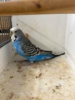 Te koop grasparkiet pop + vogelkooi, Dieren en Toebehoren, Vogels | Parkieten en Papegaaien, Vrouwelijk, Parkiet