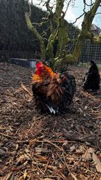 Cochin krulveer haantje, Dieren en Toebehoren, Pluimvee, Mannelijk, Kip