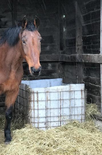 IBC Water -hooi - opslagbak wei stal beschikbaar voor biedingen