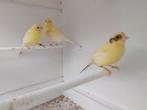 Mooie kanaries te koop, Dieren en Toebehoren, Vogels | Kanaries, Meerdere dieren, Kleurkanarie