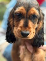 Prachtige Cockapoo pups in meerdere kleuren., Dieren en Toebehoren, Nederland, Overige rassen, CDV (hondenziekte), 8 tot 15 weken