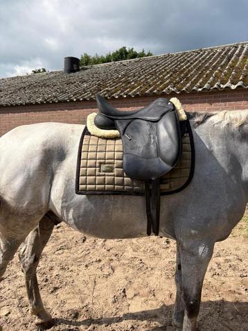 Dressuur zadel Wintec Pro 17 inch met zwarte boom beschikbaar voor biedingen