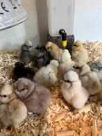 Usa zijdehoen kuikens cloaca gesekst en ingeent, Dieren en Toebehoren, Pluimvee, Vrouwelijk, Kip