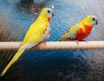 Gezocht diverse soorten kromsnavels, Meerdere dieren, Papegaai