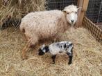 Quessant schapen | Kleine schapen | deskundig advies!, Dieren en Toebehoren, Schapen, Geiten en Varkens, Schaap, Meerdere dieren