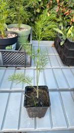 Venkel (Foeniculum vulgare), Ophalen, Volle zon, Groenteplanten, Eenjarig