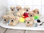 Super mooie Labrador pups, Dieren en Toebehoren, Nederland, Labrador retriever, Meerdere, Meerdere dieren
