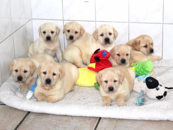 Super mooie Labrador pups, Dieren en Toebehoren, Honden | Retrievers, Spaniëls en Waterhonden, Meerdere dieren, Labrador retriever