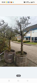 Olijfbomen in grote potten, Tuin en Terras, Bloeit niet, Ophalen of Verzenden, 100 tot 250 cm, Olijfboom