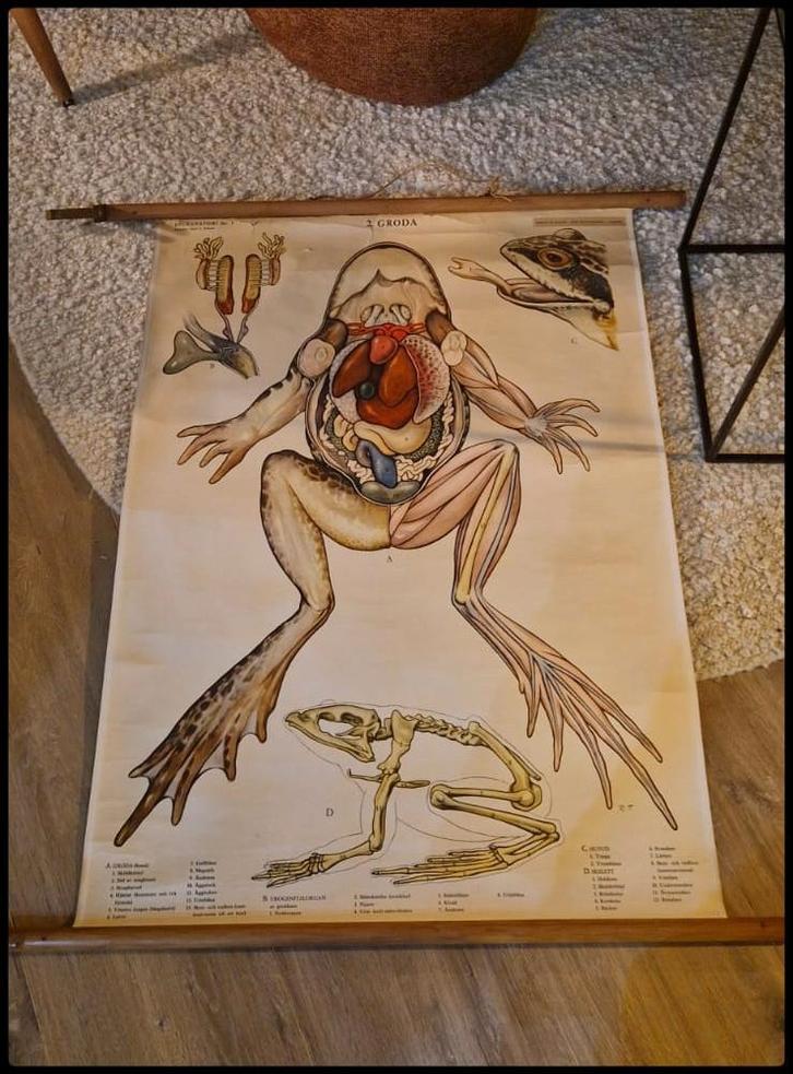 Originele oude biologie schoolplaat Amfibie, Kikker., Antiek en Kunst, Kunst | Overige Kunst, Ophalen