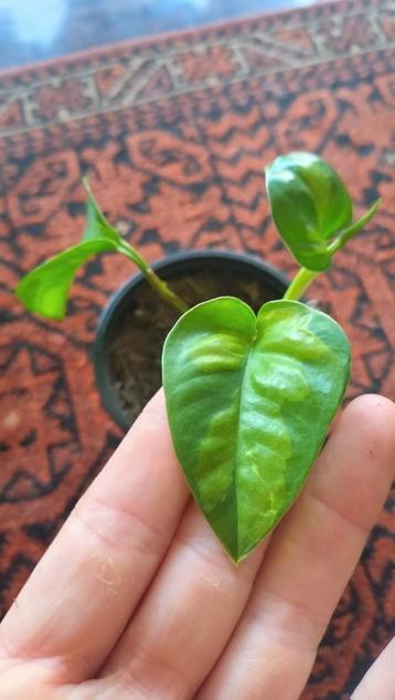 Epipremnum pinn. 'Global Green' stekje beschikbaar voor biedingen