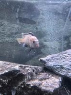 Cichliden, Vis, Zoetwatervis