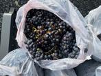 GRATIS !! Blauwe Druiven uit de tuin! 1 zak ongeveer 3 kilo, Ophalen, Minder dan 100 cm, Overige soorten, Zomer
