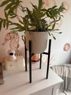 Zwarte plantenstandaard (excl. plant), Ophalen, Metaal, Overige vormen, Binnen