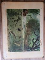 In Sloot en Plas, Antiek en Kunst, Antiek | Schoolplaten, Ophalen of Verzenden, Natuur en Biologie