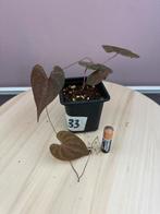 Dioscorea discolor, Huis en Inrichting, Ophalen of Verzenden, Overige soorten, Minder dan 100 cm