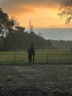 Verzorgster gezocht, Dieren en Toebehoren, Stalling en Weidegang