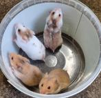 Syrische hamsters (goudhamsters) jong, Hamster, December, Meerdere dieren, Tam
