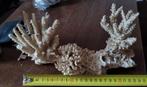 Gedroogd koraal, Ophalen of Verzenden, Zo goed als nieuw