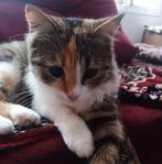 Vikki - driekleurige schoonheid met turquoise ogen (1 jaar), Dieren en Toebehoren, Katten en Kittens | Overige Katten, Poes, Langharig