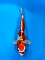 VHQ Tateshita Kujaku 25-30cm Wada Japanse koi, Dieren en Toebehoren, Karper of Koi