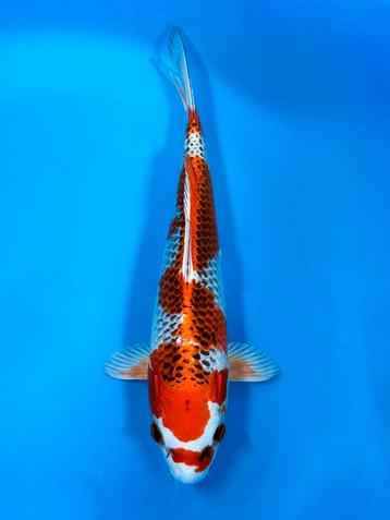 VHQ Tateshita Kujaku 25-30cm Wada Japanse koi beschikbaar voor biedingen