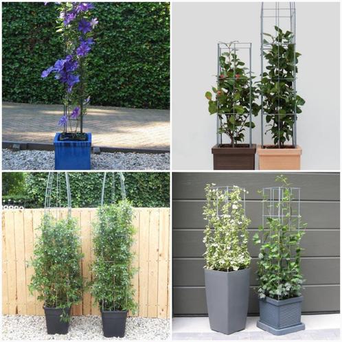 Klimplant rekken plantrek tuinrekken klimplanten clematis, Tuin en Terras, Planten | Tuinplanten, Vaste plant, Overige soorten