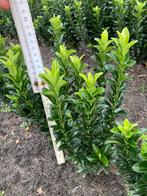 Euonymus green spire ( buxus vervanger), Tuin en Terras, Ophalen of Verzenden, Haag