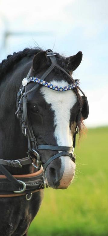 Ideal menhoofdstel leer pony beschikbaar voor biedingen