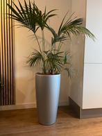 Palm met grijze Lechuza pot, Ophalen, 100 tot 150 cm, Palm, Halfschaduw