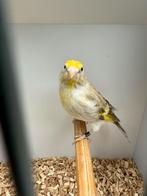 Putter x kanarie pop 3 stuks Ek 2025, Dieren en Toebehoren, Vogels | Kanaries, Vrouwelijk, Bastaard