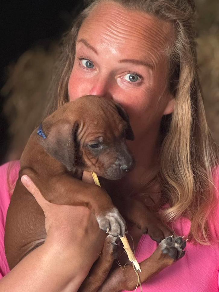 Rhodesian Ridgeback Pups | fijne, lieve baby’s 💙🩷, Dieren en Toebehoren, Honden | Beagles, Bassets en Lopende honden, Geslacht onbekend