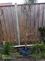 fruitbomen, Tuin en Terras, Planten | Bomen, Ophalen, Lente, Volle zon, Overige soorten
