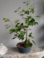 Ginkgo Biloba Bonsai, Tuin en Terras, Ophalen of Verzenden, Bloeit niet, Overige soorten, Minder dan 100 cm